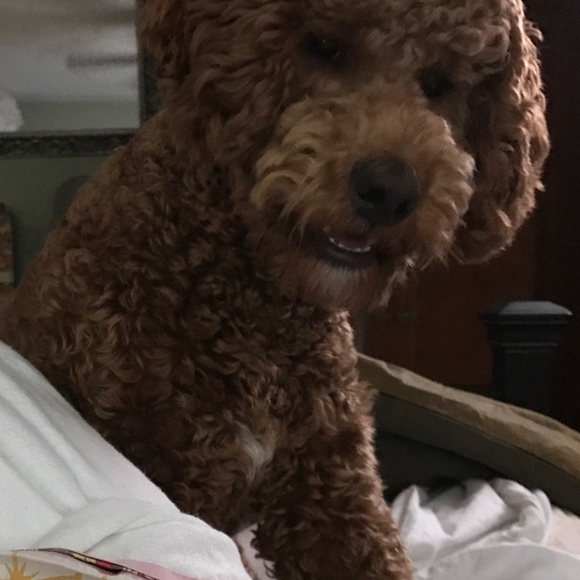 G + Ebenezer. Wonder who loves shoes more! - Picture 5 of 8